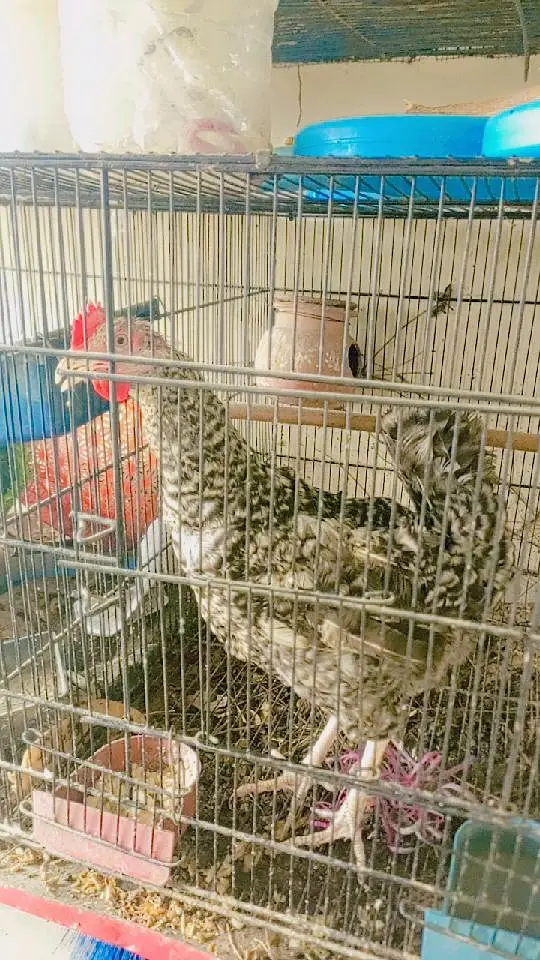 Beautiful colour hen . 0336.4306545 — photo 3
