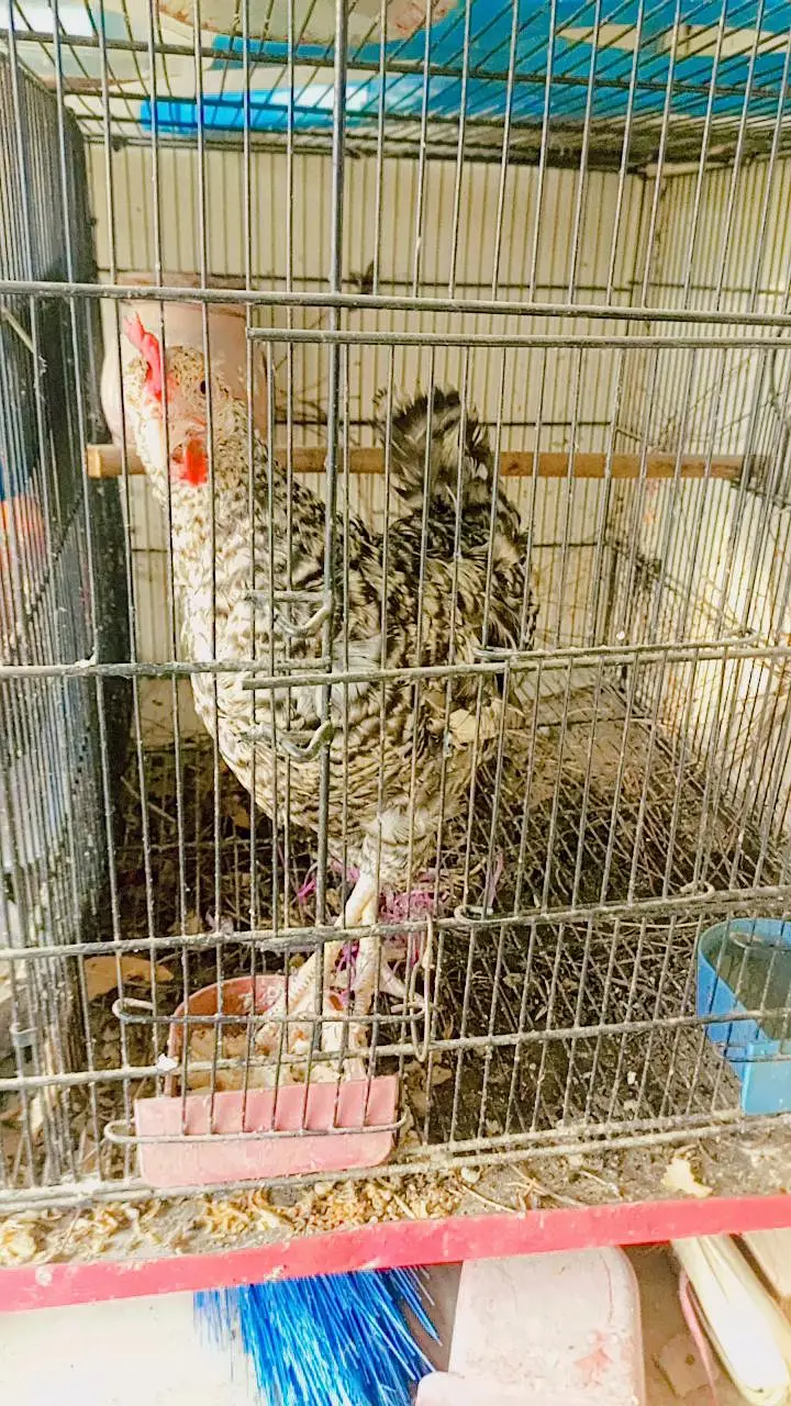 Beautiful colour hen . 0336.4306545 — photo 4