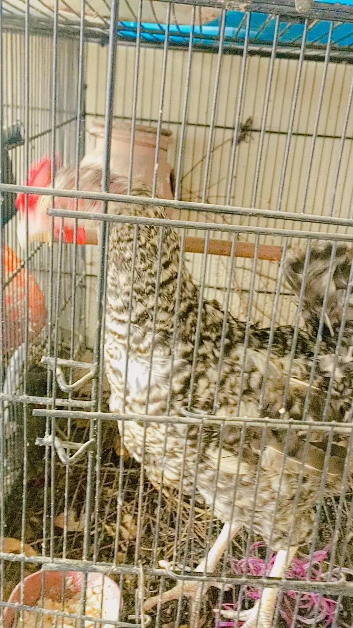 Beautiful colour hen . 0336.4306545 — photo 5