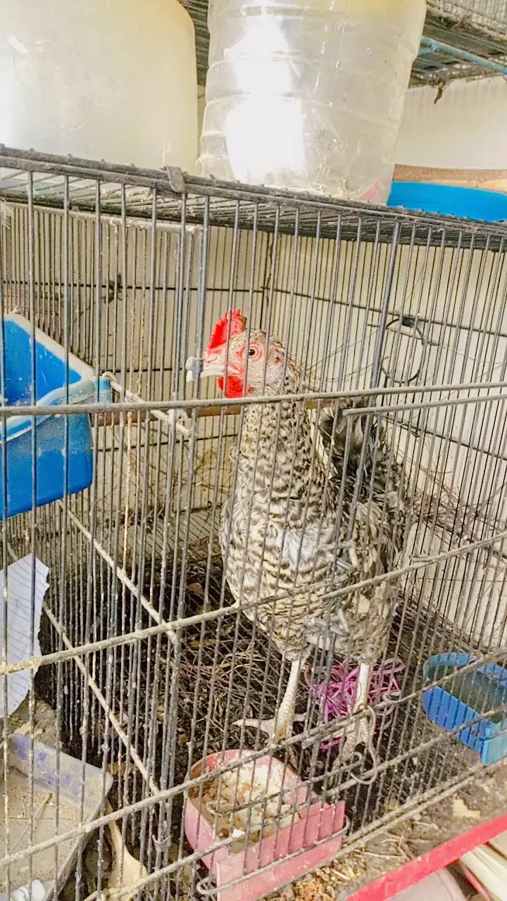 Beautiful colour hen . 0336.4306545 — photo 6
