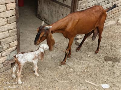 bakri for sale