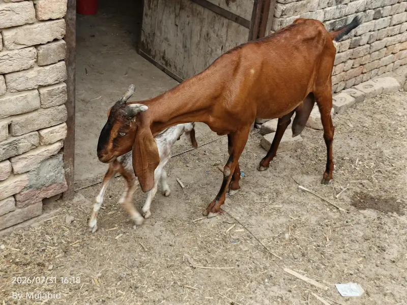 bakri for sale — photo 2