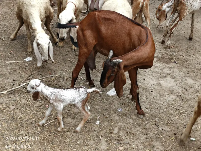 bakri for sale — photo 3