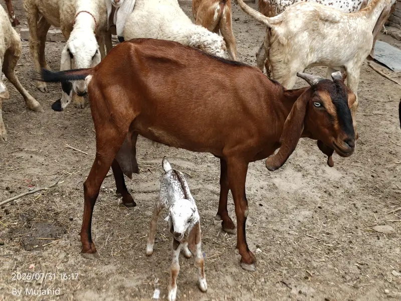 bakri for sale — photo 4