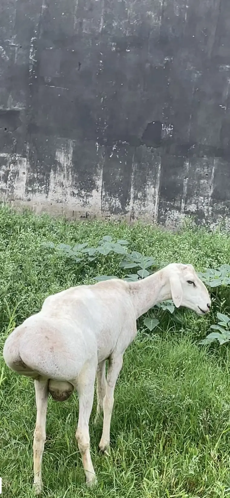 Kabuli dumba — photo 2