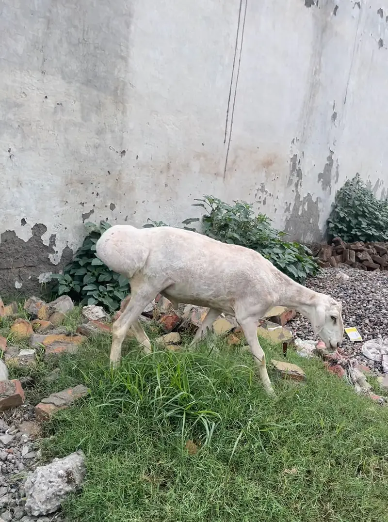 Kabuli dumba — photo 3