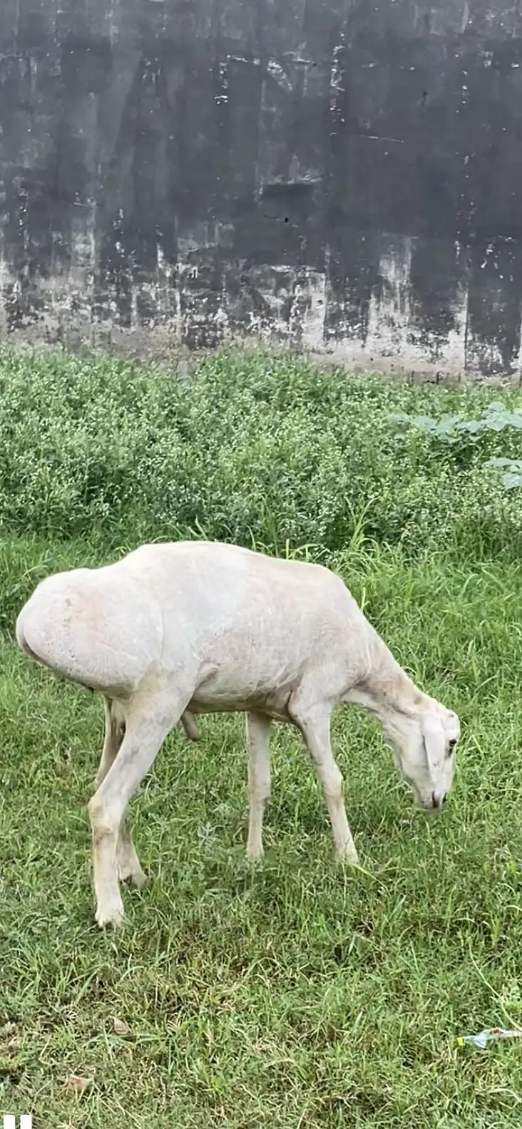 Kabuli dumba — photo 5