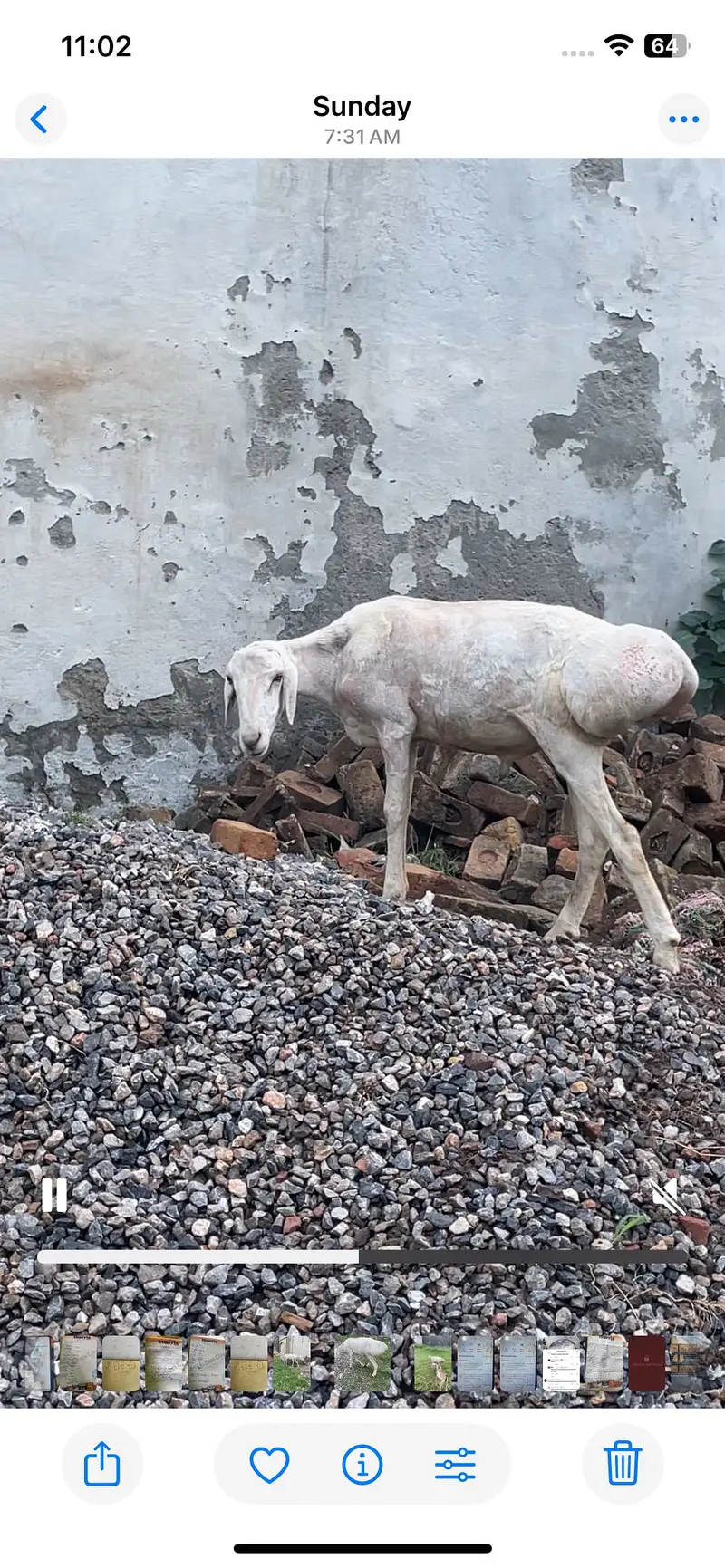 Kabuli dumba — photo 11