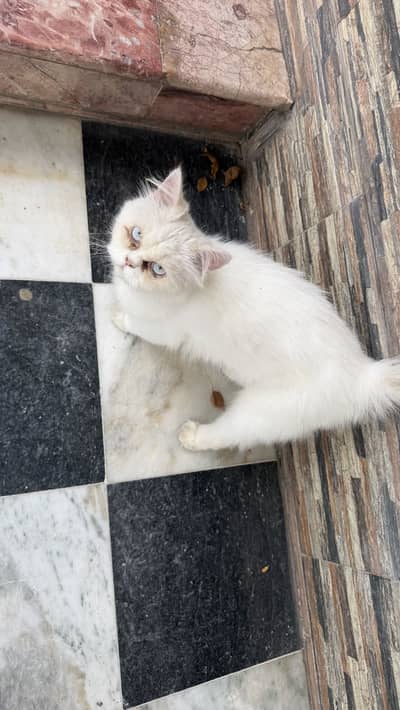 Persian male