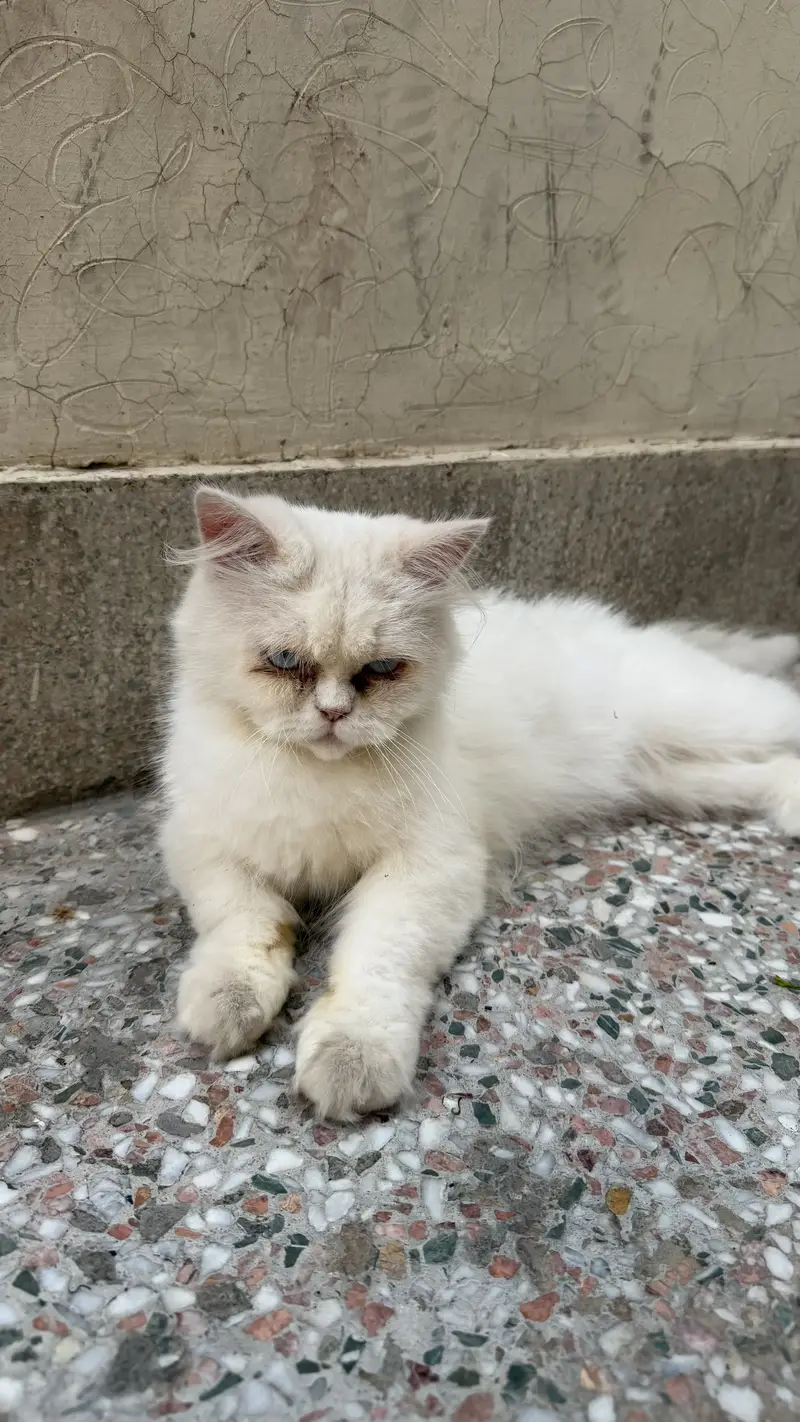 Persian male — photo 2