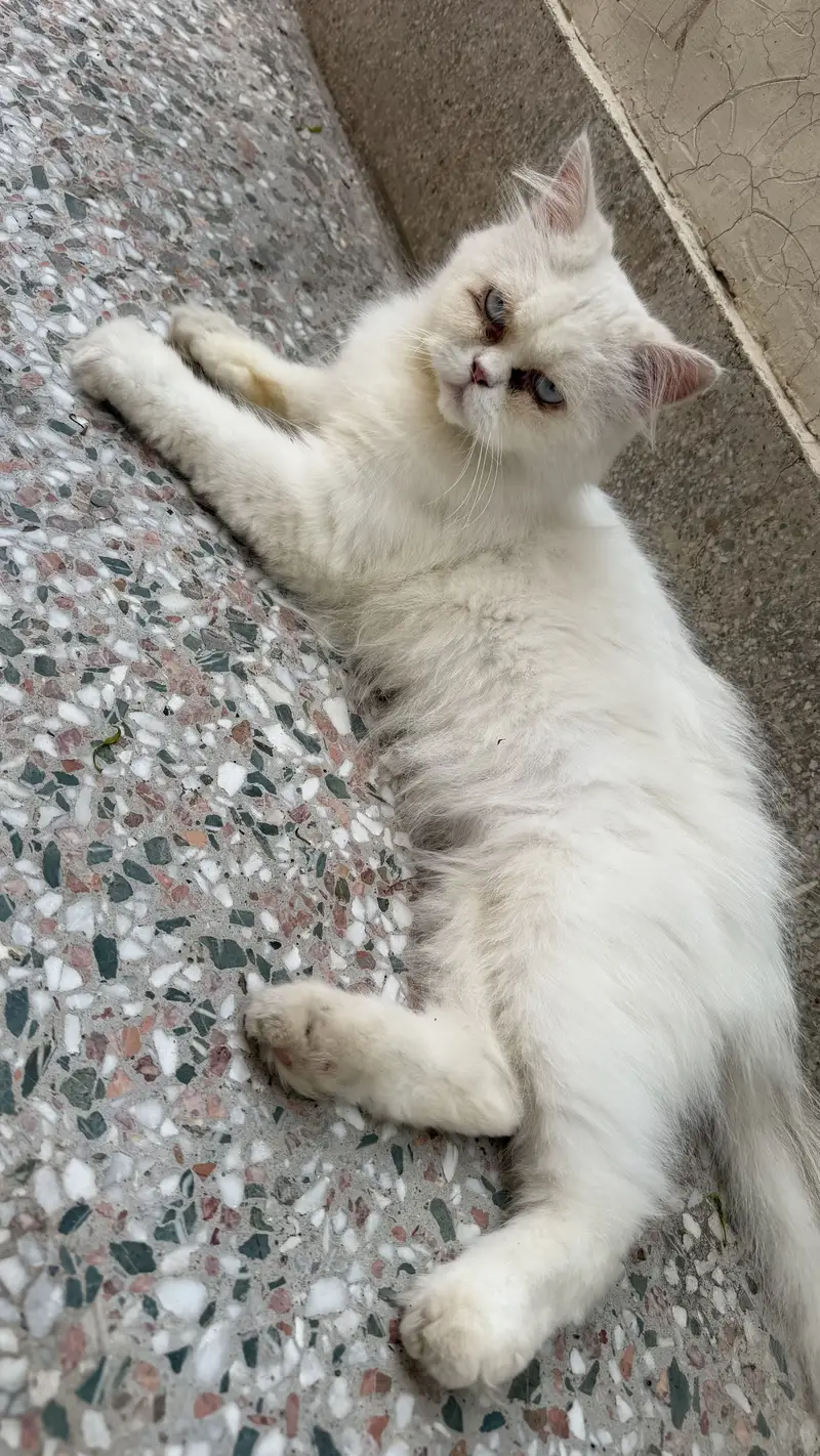 Persian male — photo 3