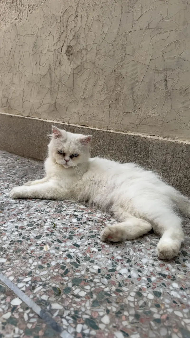 Persian male — photo 4