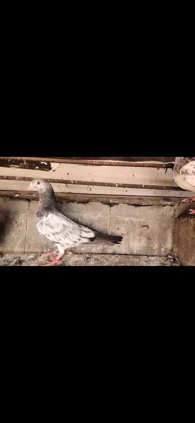 High flying pigeons for sale. 03266966686