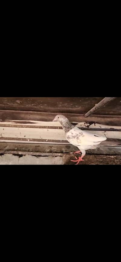 Pigeons for sale. 03266966686