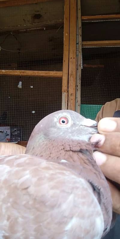 quality birds