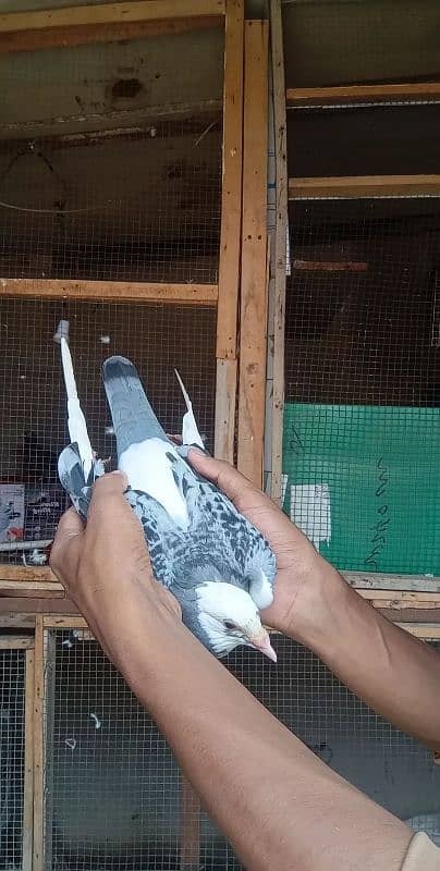 quality birds 1