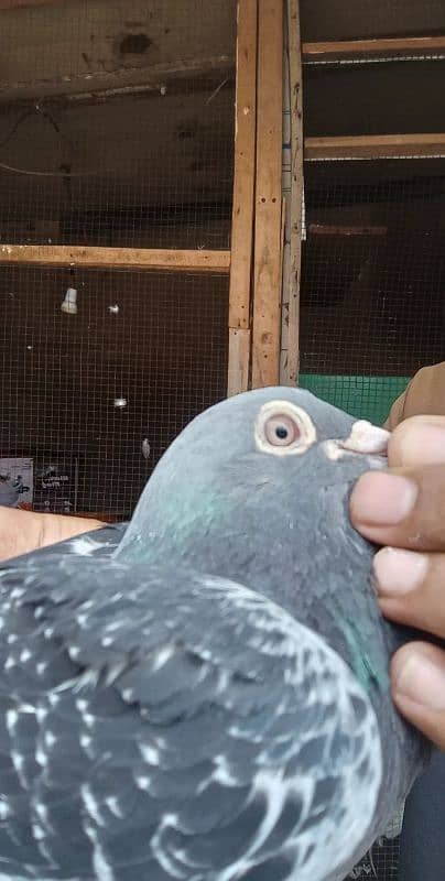 quality birds 4