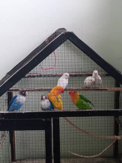 love birds pair
