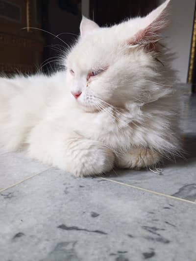 persion Cate home breed