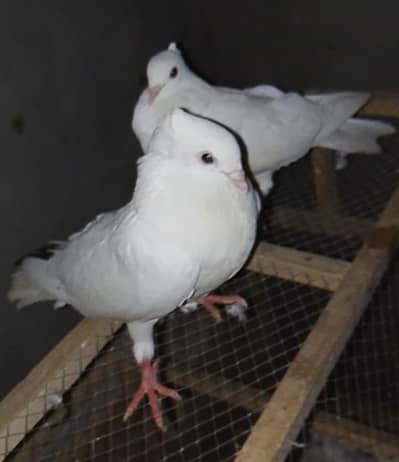 Breeder Pair