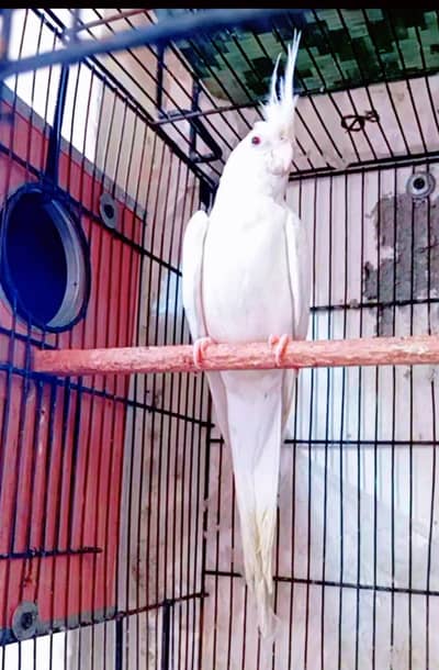 Confirm 100% Breeder eno King Size Cocktail & Budgies pair