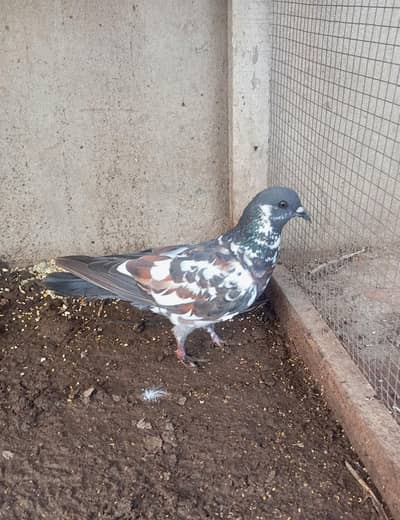 peshori female