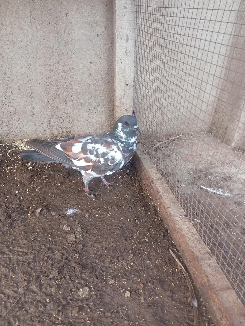 peshori female — photo 2