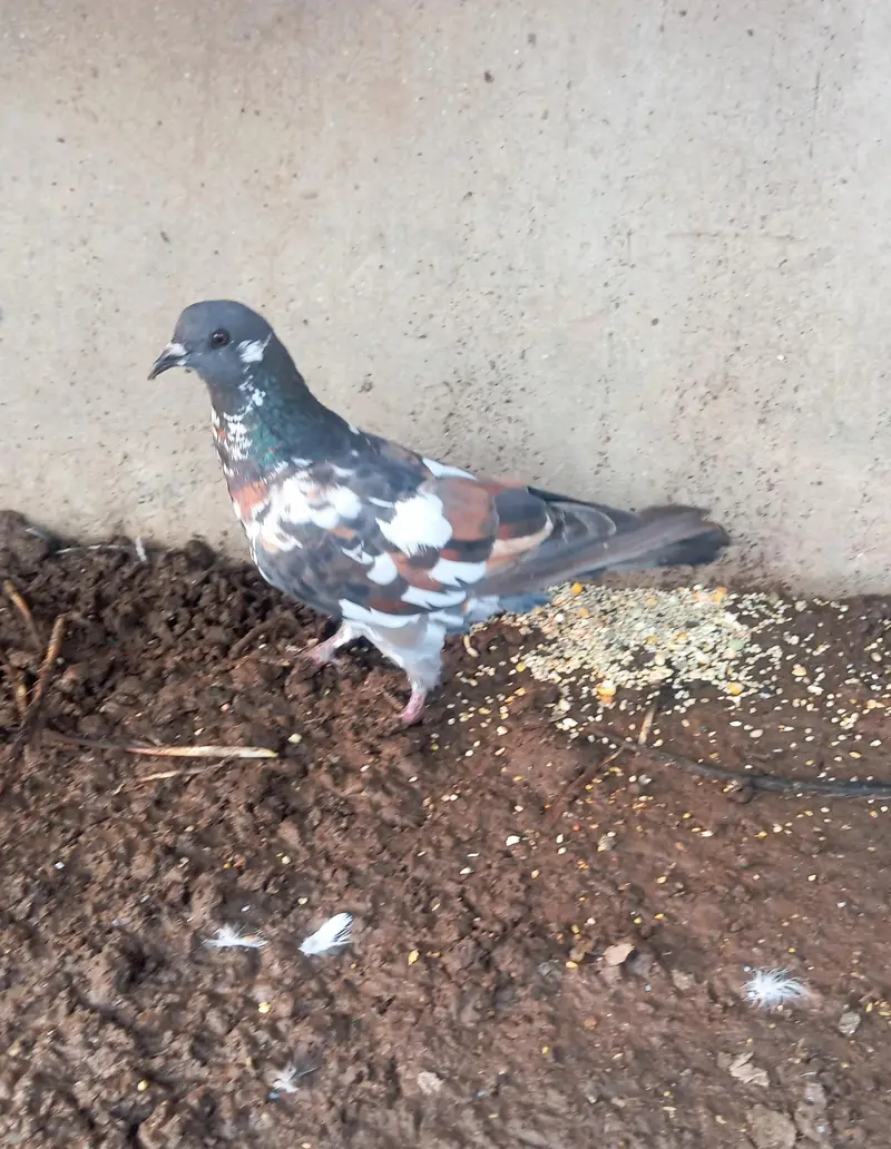 peshori female — photo 3
