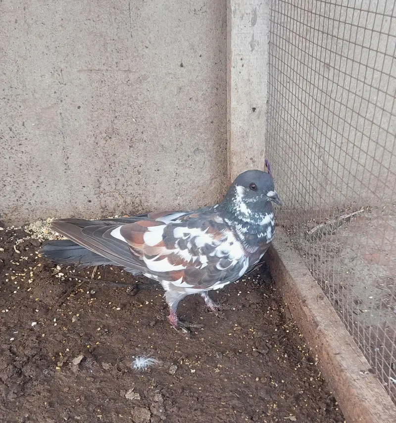 peshori female — photo 4