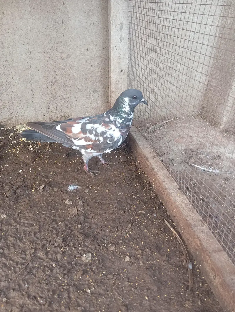 peshori female — photo 5