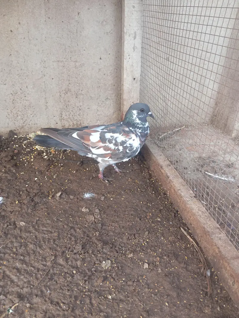 peshori female — photo 6