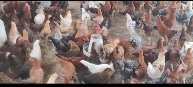 GOLDEN BUFF, Desii Misri , Silkie Pullets ,گولڈن بف,دیسی مصری سلکی