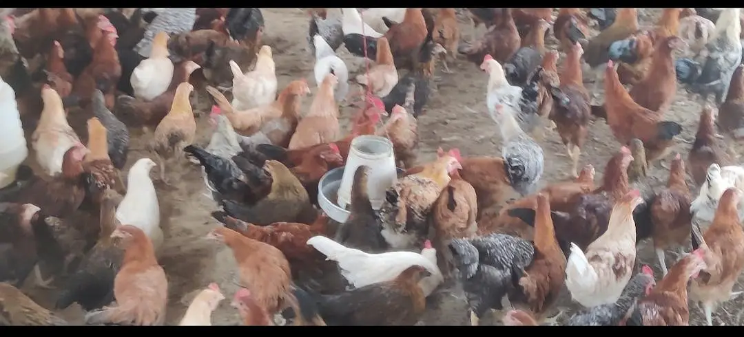 GOLDEN BUFF, Desii Misri , Silkie Pullets ,گولڈن بف,دیسی مصری سلکی — photo 2