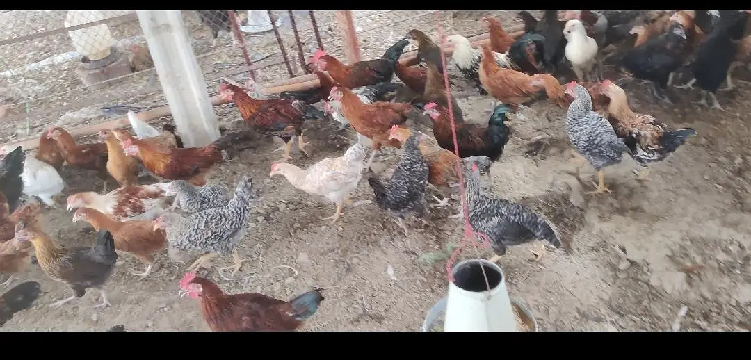 GOLDEN BUFF, Desii Misri , Silkie Pullets ,گولڈن بف,دیسی مصری سلکی — photo 3