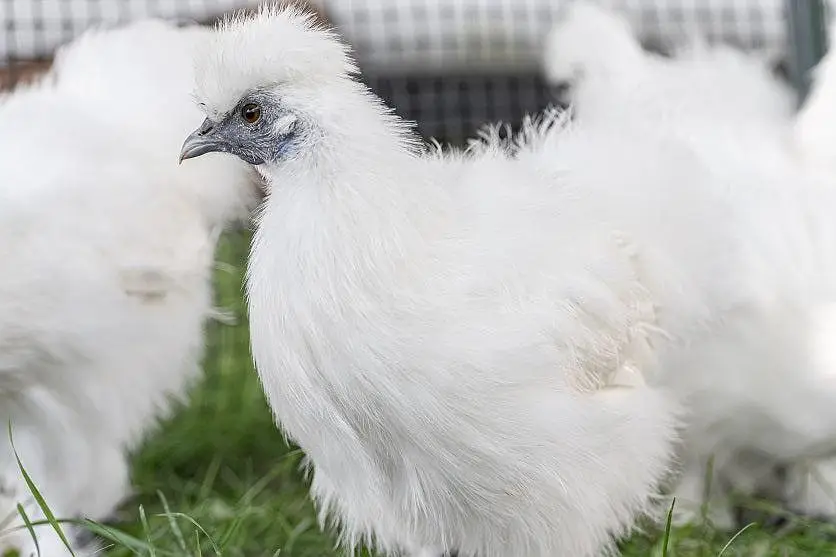 GOLDEN BUFF, Desii Misri , Silkie Pullets ,گولڈن بف,دیسی مصری سلکی — photo 4