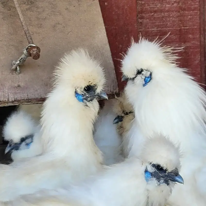 GOLDEN BUFF, Desii Misri , Silkie Pullets ,گولڈن بف,دیسی مصری سلکی — photo 5