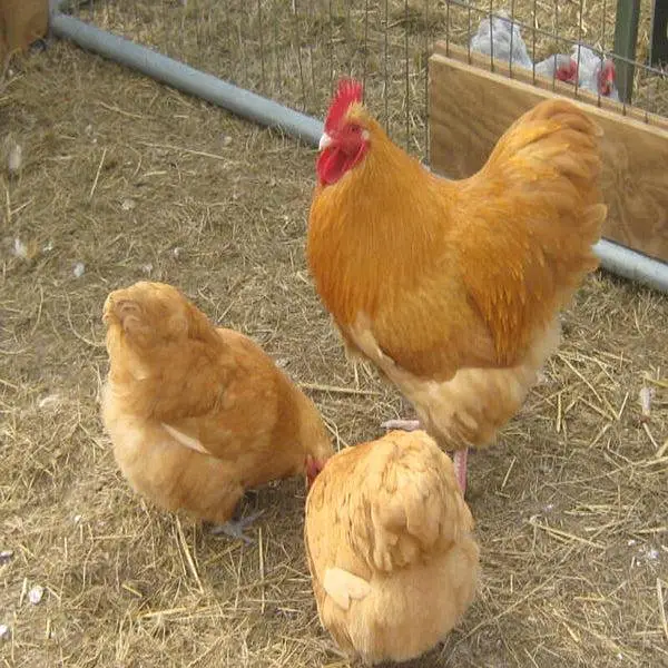 GOLDEN BUFF, Desii Misri , Silkie Pullets ,گولڈن بف,دیسی مصری سلکی — photo 6
