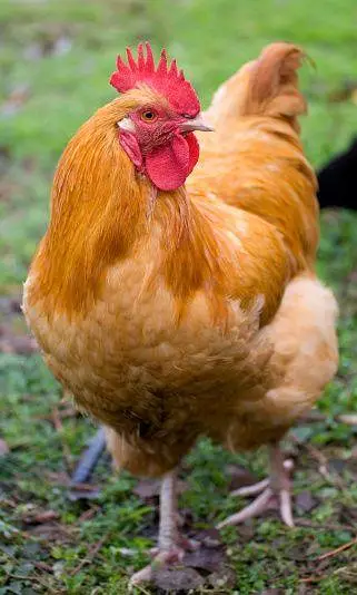 GOLDEN BUFF, Desii Misri , Silkie Pullets ,گولڈن بف,دیسی مصری سلکی — photo 7