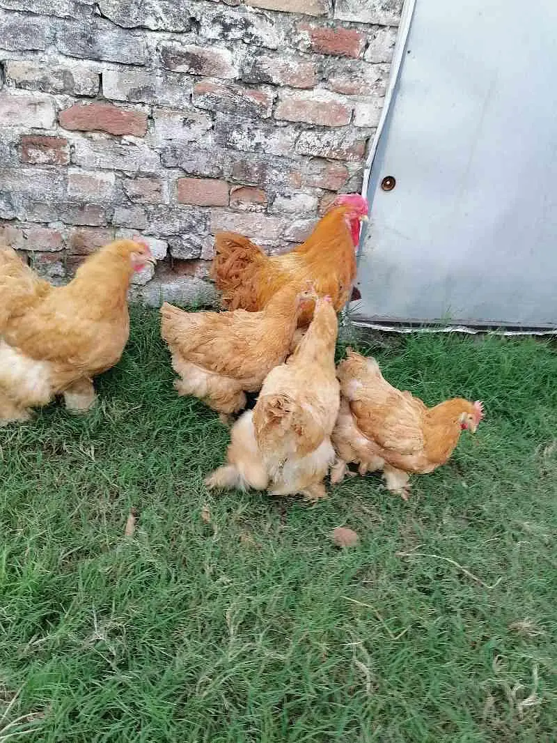 GOLDEN BUFF, Desii Misri , Silkie Pullets ,گولڈن بف,دیسی مصری سلکی — photo 8