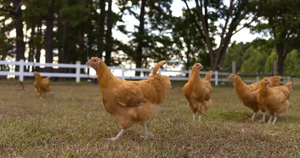 GOLDEN BUFF, Desii Misri , Silkie Pullets ,گولڈن بف,دیسی مصری سلکی — photo 9
