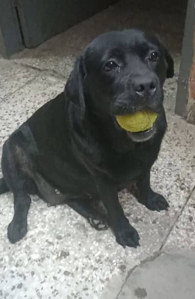 british labrador imported show quality exchange negotiable price