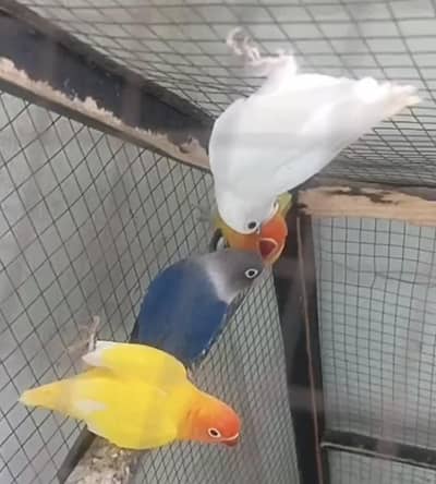 love birds pair