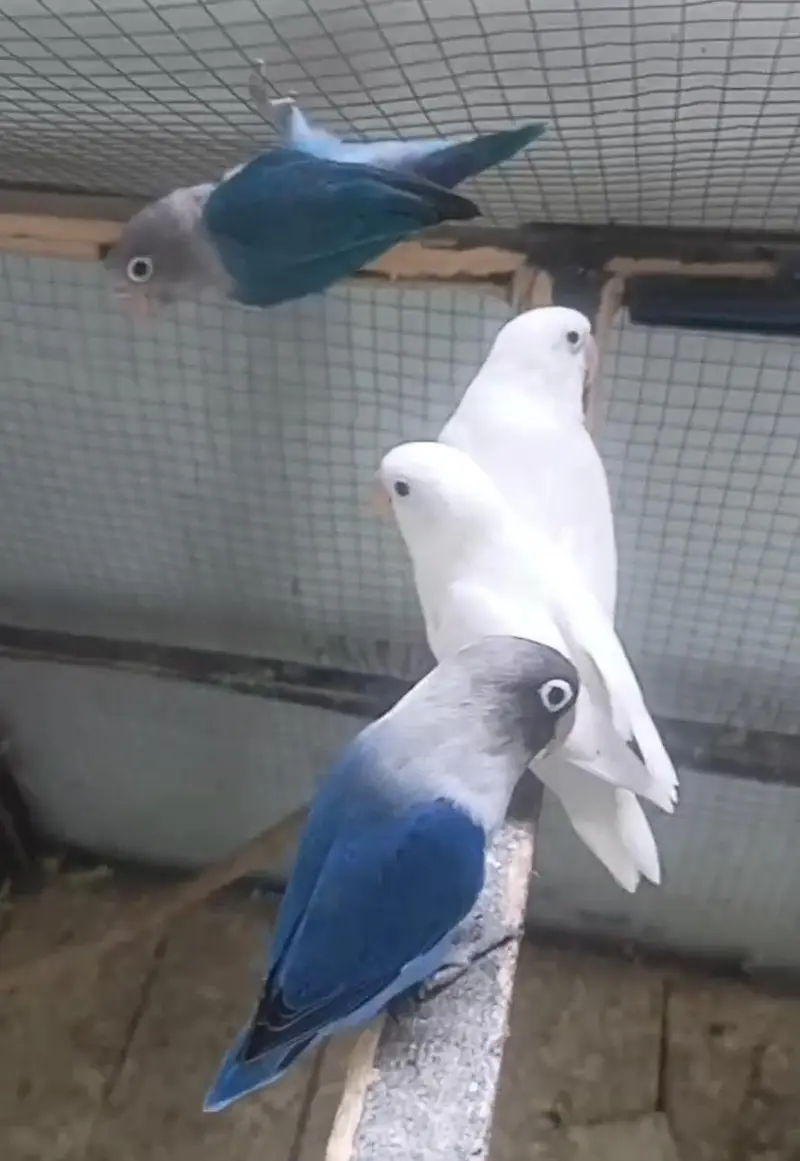 love birds pair — photo 2