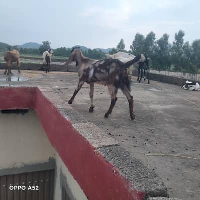Dasi Bakray