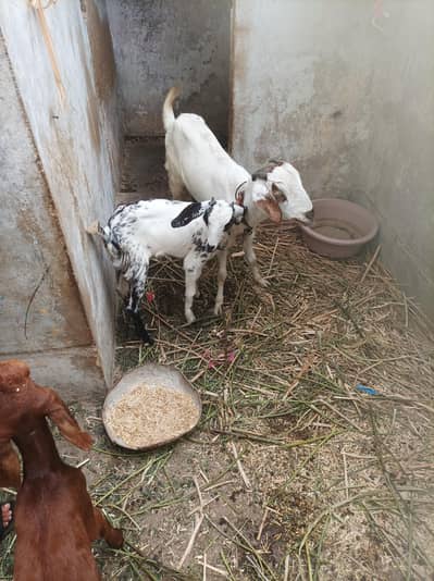 bakri tedi 6 daant with female kid age 3 month