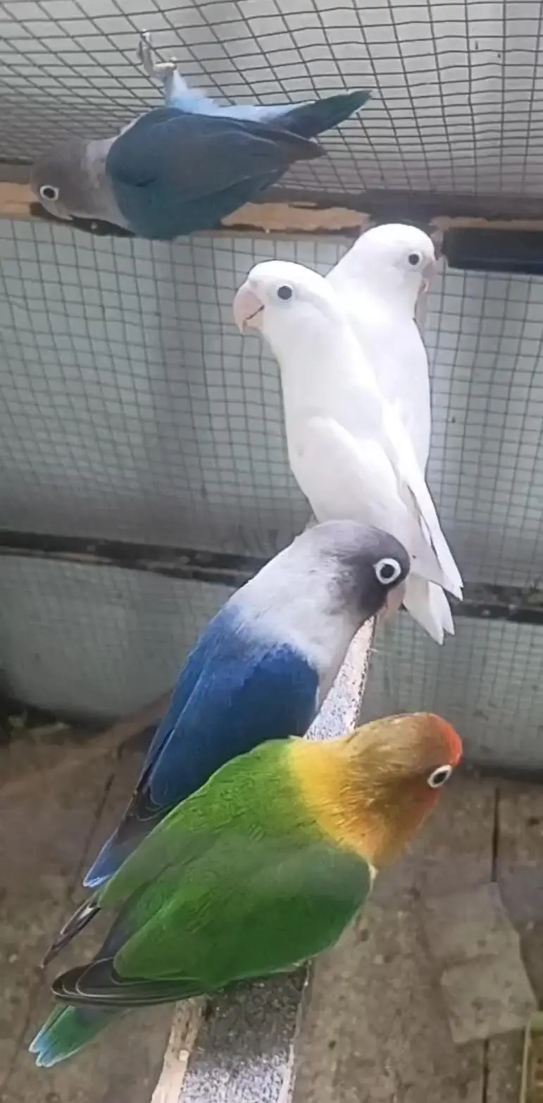 love birds pair — photo 3