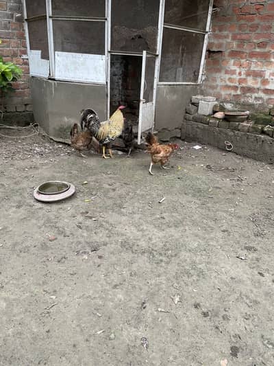 Desi/misri hens pair