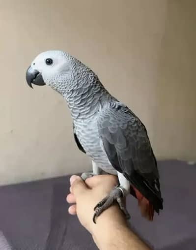 Talking & Fly Tamed African Grey