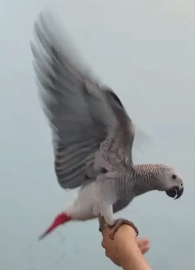 Talking & Fly Tamed African Grey — photo 2