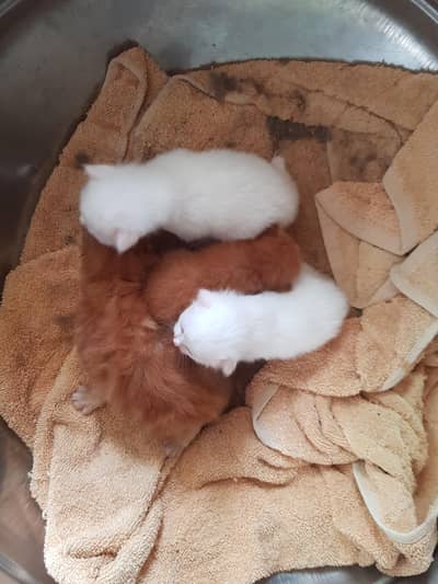 white and brown kitten